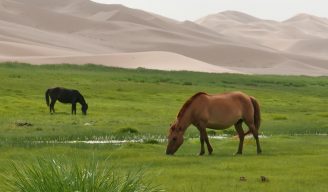 (Polski) Mongolia