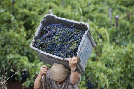 harvesting-grapes-in-vineyard-of-madeira-wine-company